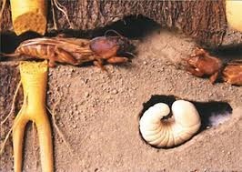 Капустянка